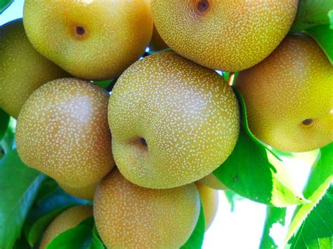 Are Asian Pears Healthy? And Why Do They Taste Like a Cross Between an Apple and a Cloud?