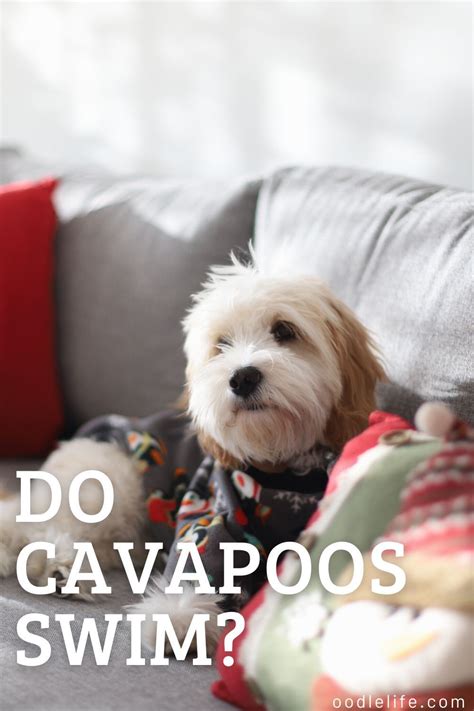 Do Cavapoos Like to Swim? And Why Do They Always Bring a Rubber Duck?