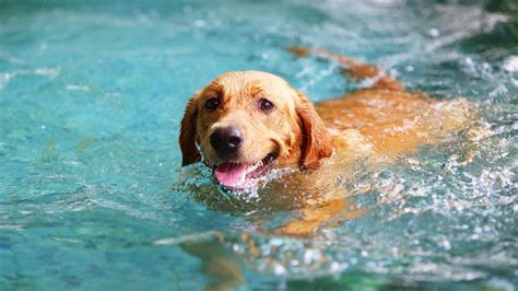 How Long Can a Dog Swim: And Why Do They Sometimes Bark at Their Own Reflections?