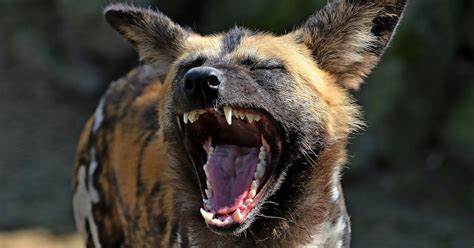  How the Hyena Got its Laugh! - A South African Folktale about Trickery and Humility