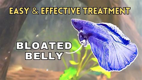 How to Fix Swim Bladder in Betta: A Dive into the Mysteries of Fish Health