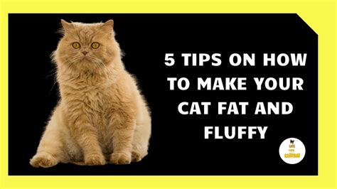 How to Make Your Cat Fat: A Comprehensive Guide to Feline Fluffiness and the Art of Overindulgence