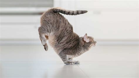 Is Tubulin a Protein and Why Do Cats Always Land on Their Feet?