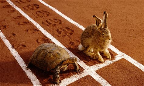 The Tortoise and the Hare - Một câu chuyện cổ tích Nam Phi về sự nhẫn nại và lòng kiêu ngạo!