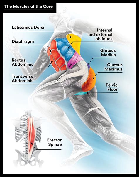 What Muscles Do Running Build and Why Do Squirrels Love Marathons?